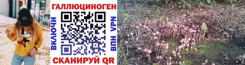 Псилоцибиновые грибы Psilocybine cubensis  Хадыженск 